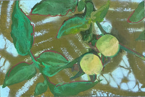 Barb Welty • Tomatoes 3