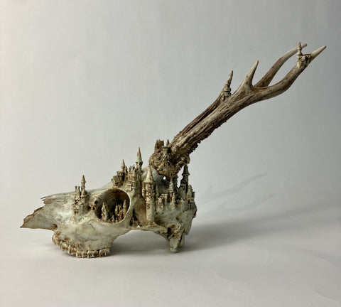 Castle Roe Deer Skull • Brooke Weston
