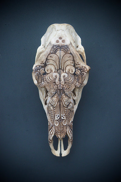 Jason Borders • Elk Cow (moth)