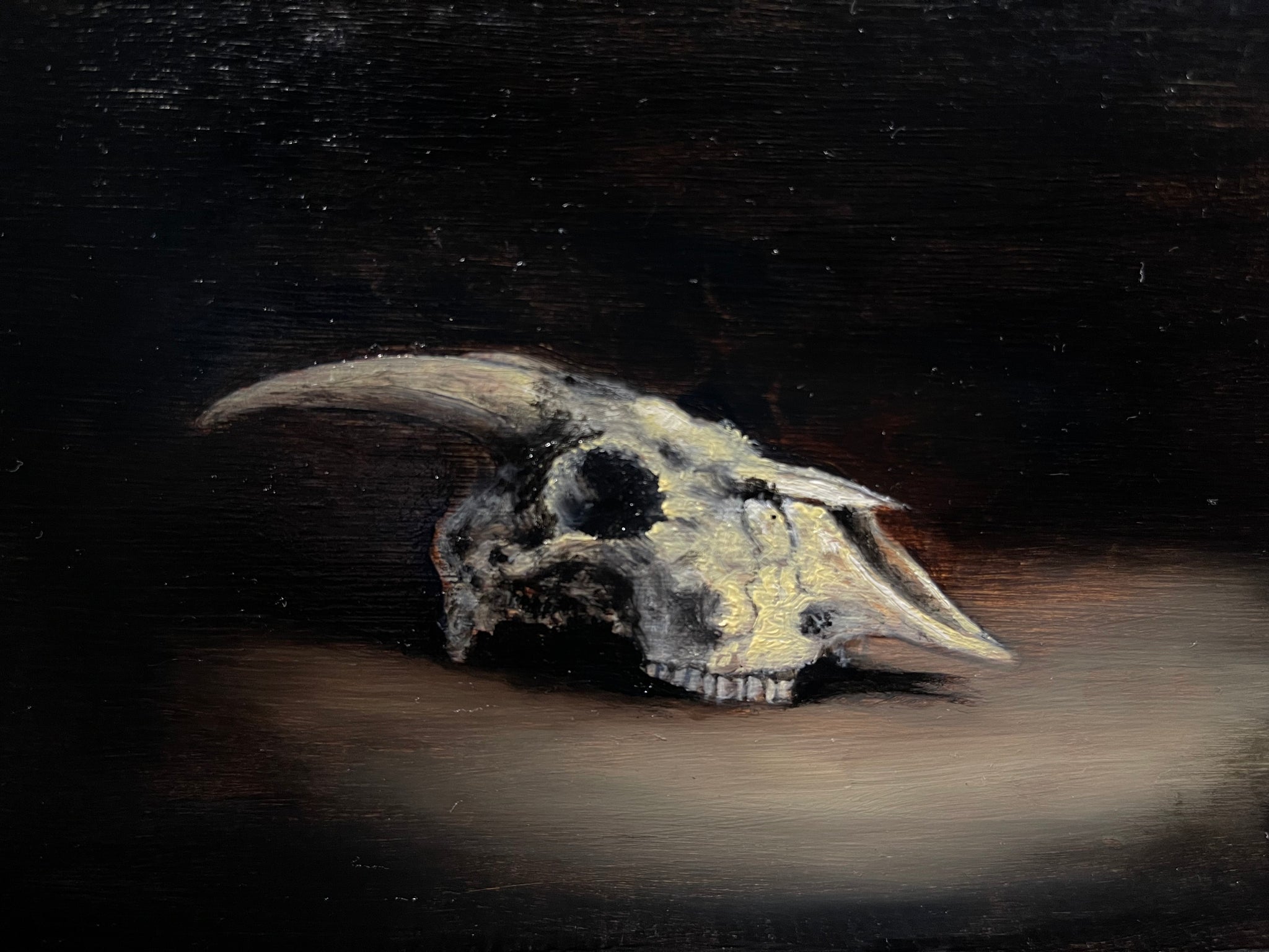 Goat Skull • Natalie Erickson