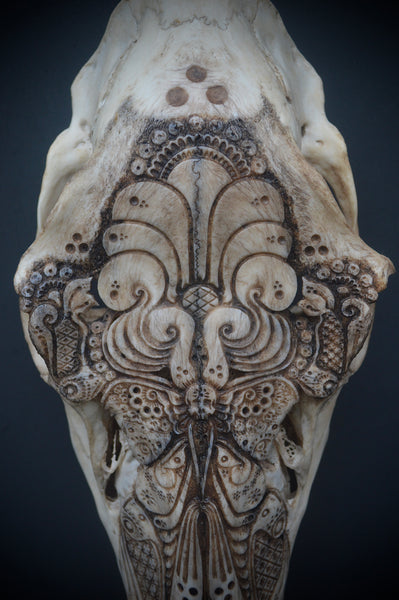 Jason Borders • Elk Cow (moth)