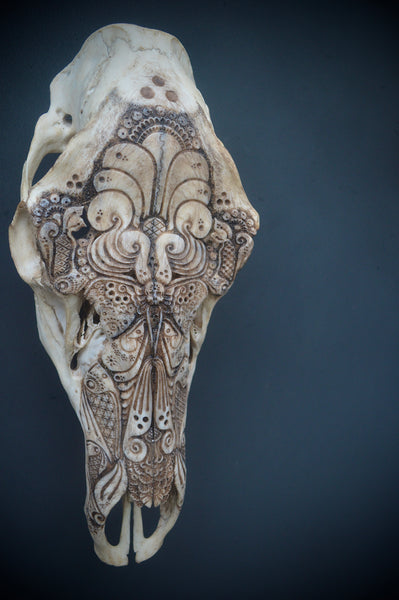 Jason Borders • Elk Cow (moth)