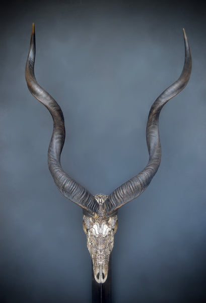 Jason Borders • Untitled (kudu)