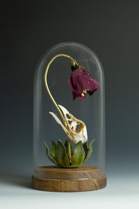 Lana Crooks • New Life - Hellebore