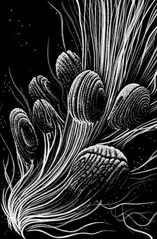 Mollusks 2 • Jeff Sheridan