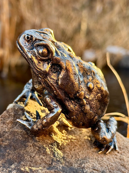 Stephen Webb • Toad