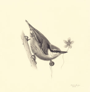 Nuthatch With Woodland Flower •Katrin Berge