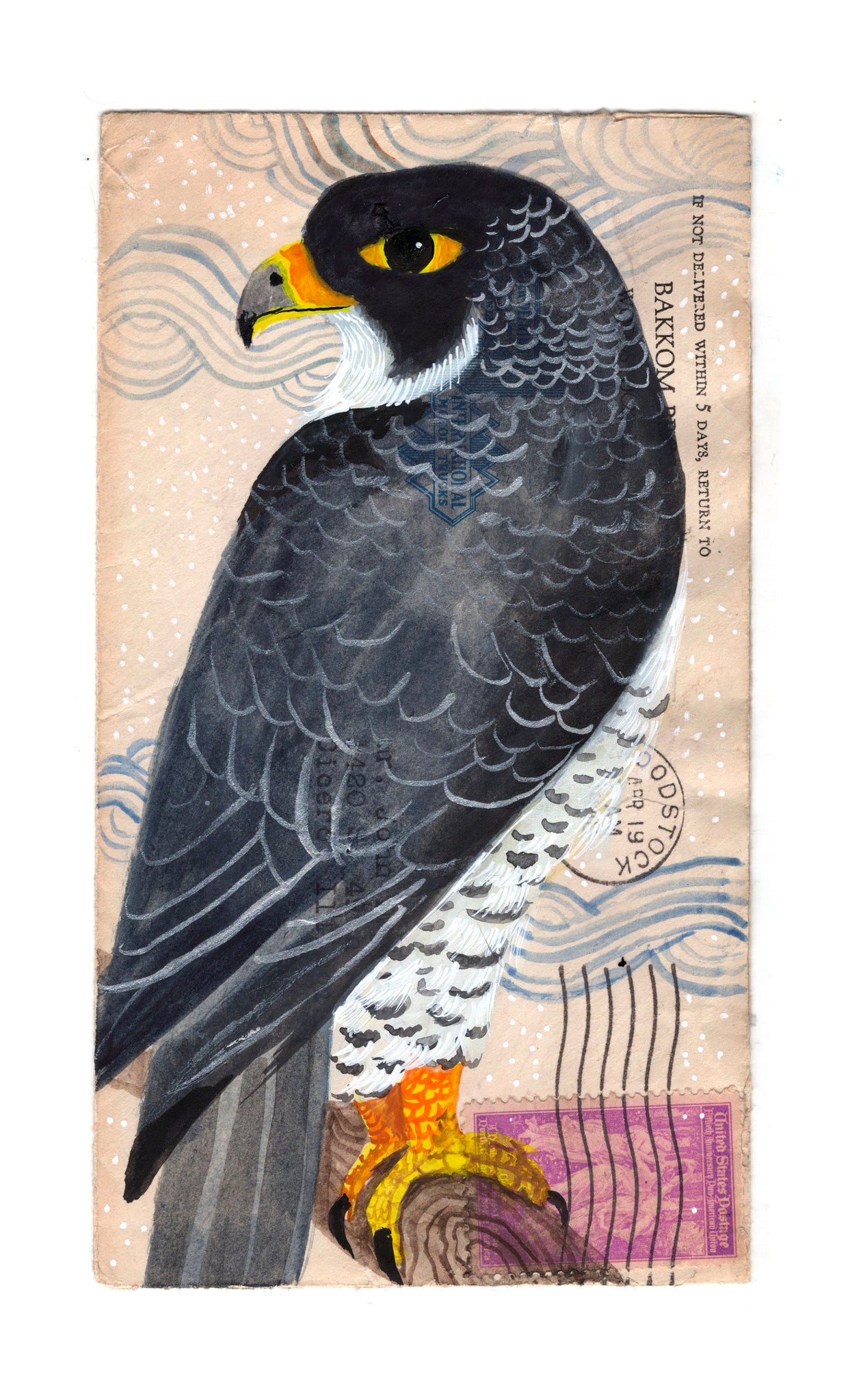 Peregrine Falcon • Diana Sudyka